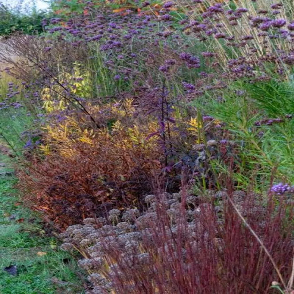 Ultimate Easy Autumn Border Maintenance For The Lazy Gardener