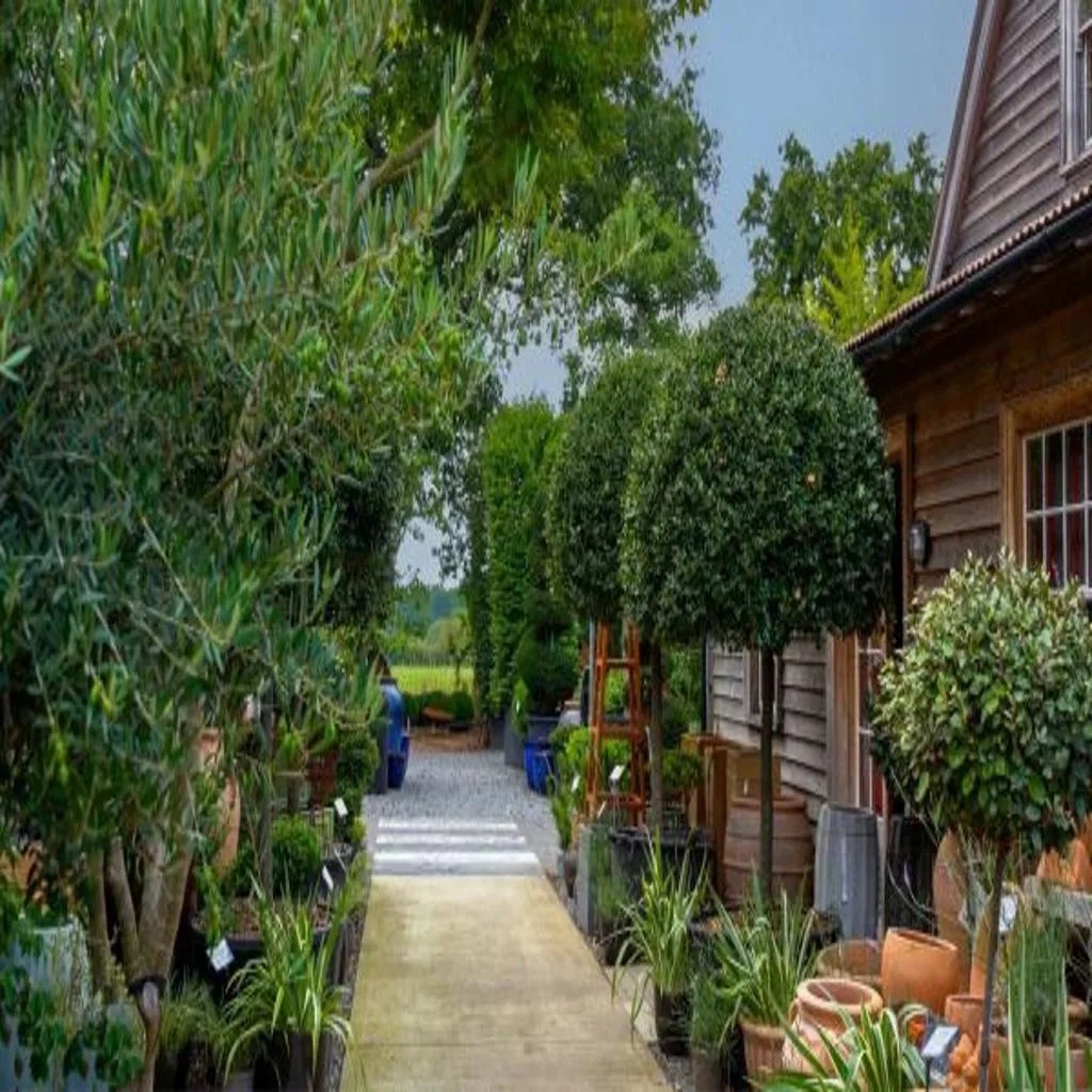 Ultimate Guide to Screening Plants For Your Garden