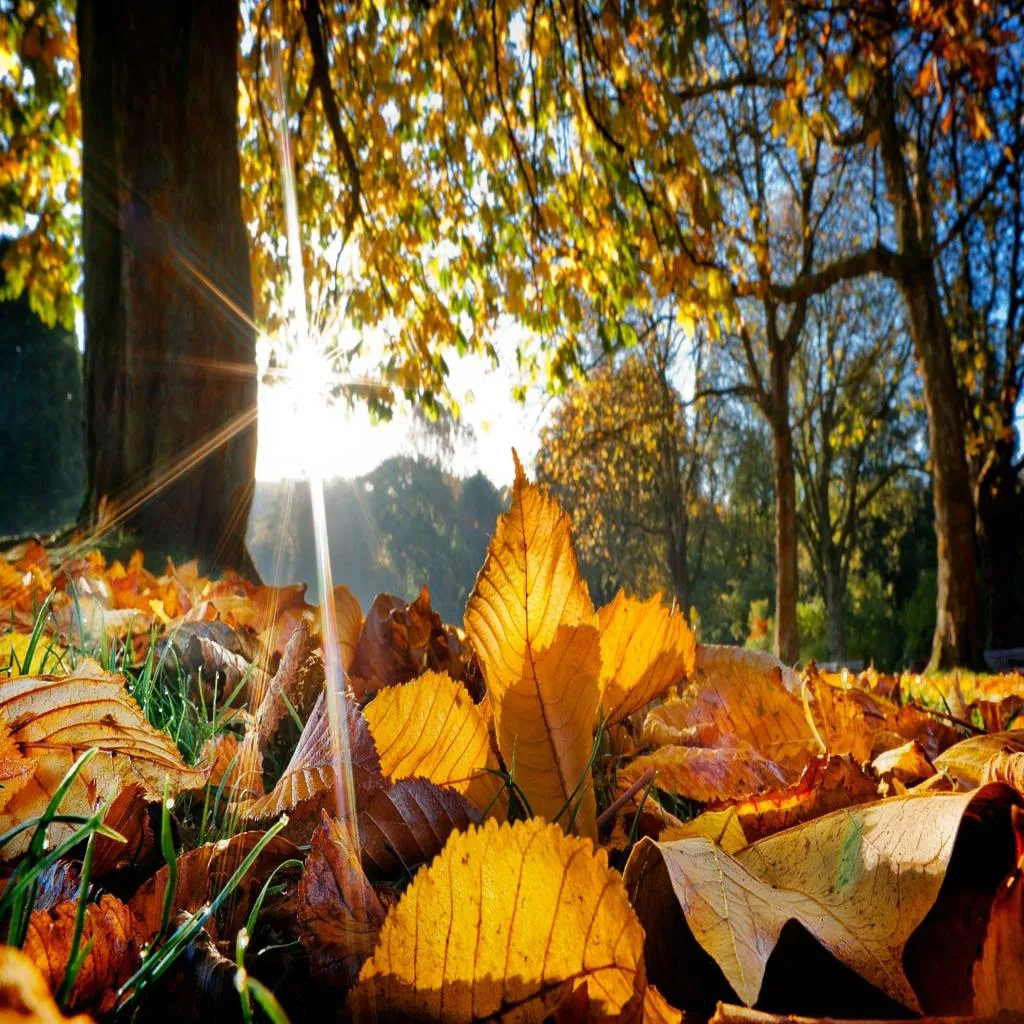 autumn